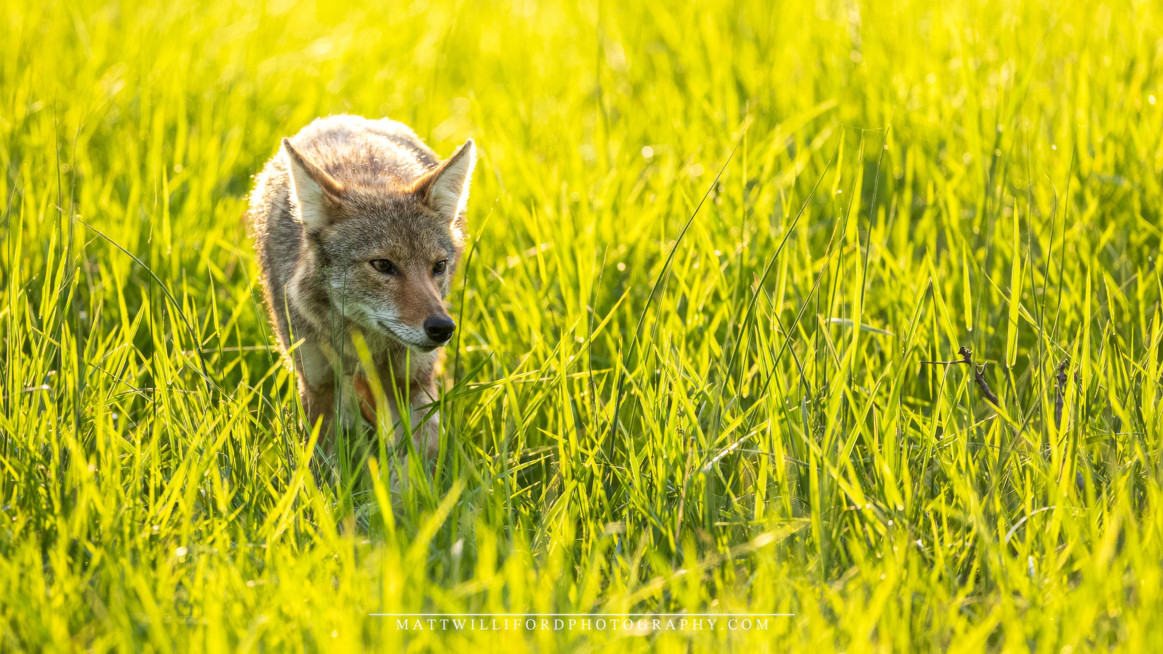 A coyote prowling through a sunlit, green meadow. The animal's fur glows in the warm, golden light, contrasting with the vibrant grass around it. The coyote is intently focused, blending seamlessly with its natural surroundings.